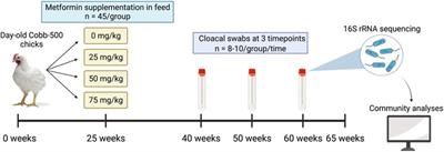 Metformin modulates the gut microbiome in broiler breeder hens